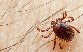 Rawalpindi Mai Congo Virus Ka Pehla Case Report