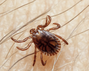 Congo Virus Ka Eik Aur Case Samne Aa gaya