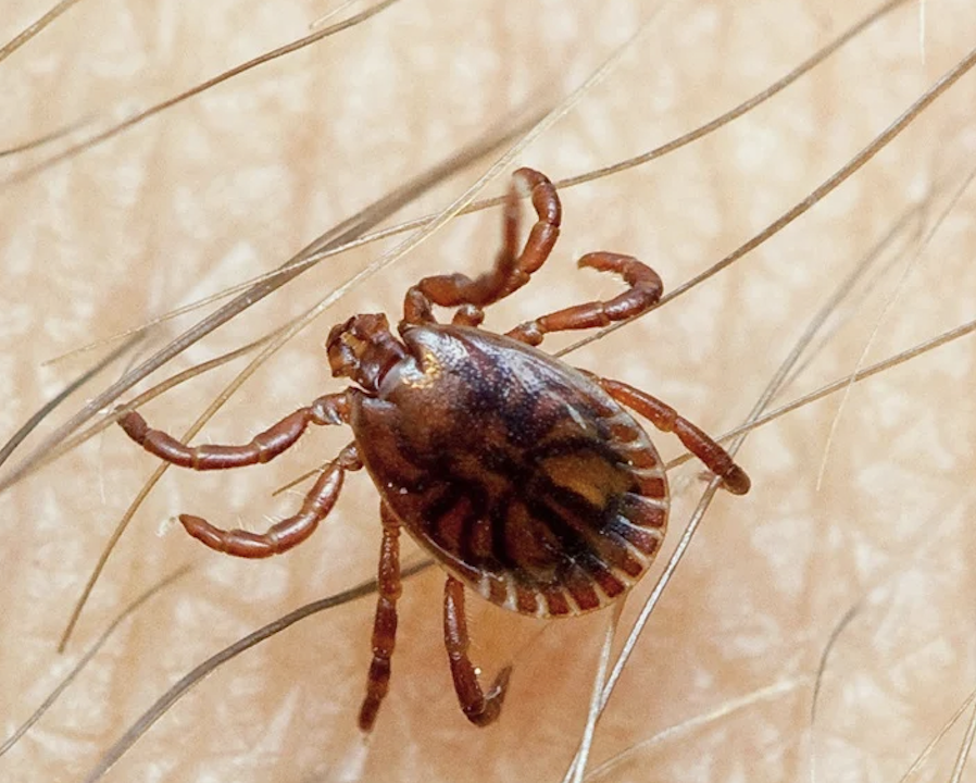 Congo Virus Ka Eik Aur Case Samne Aa gaya