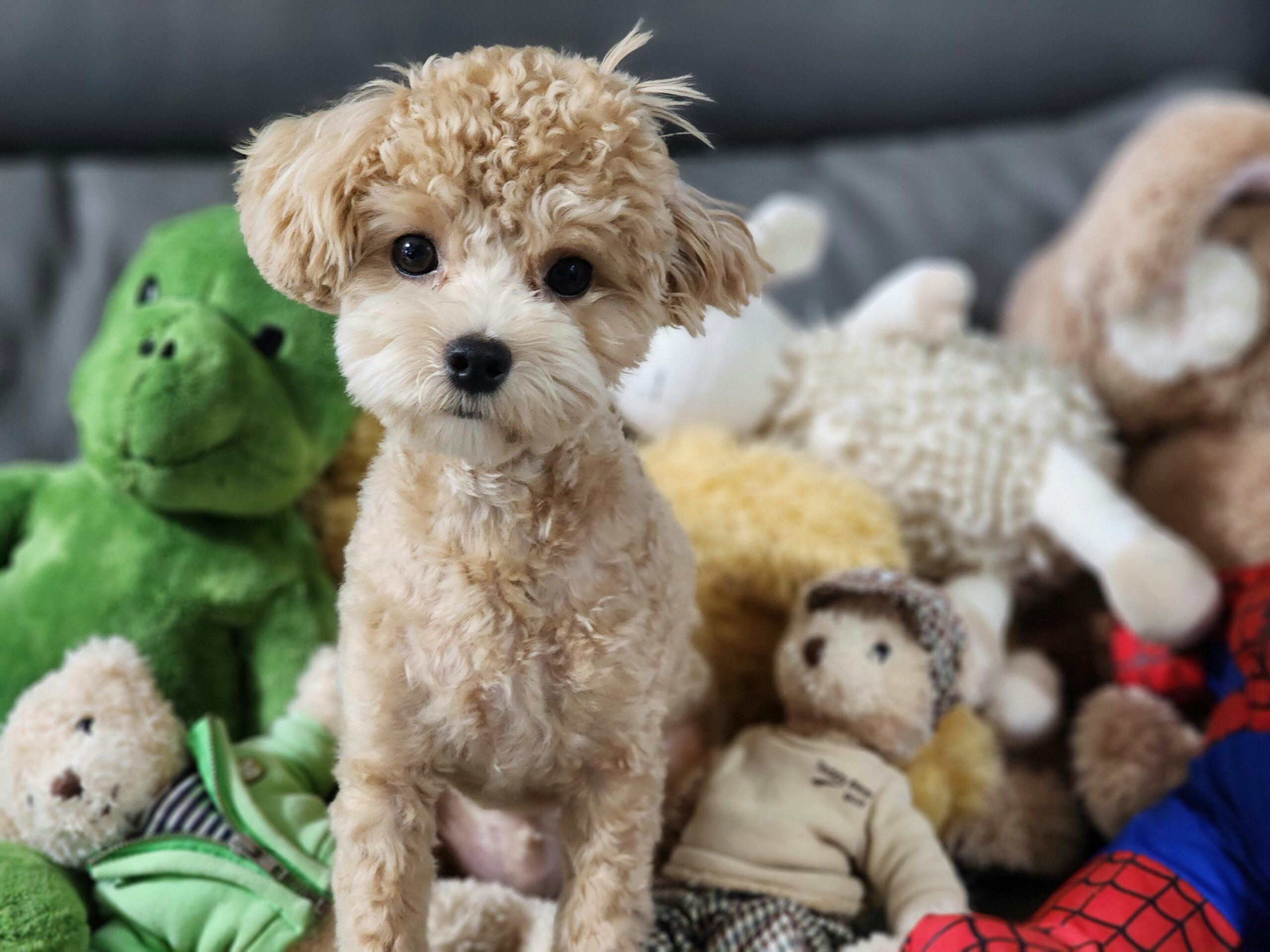 Spanish Collector Ne 5000 Dog Toys Ka Record Banaya