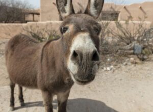Pakistan Se Donkey Meat Export Ki Ijazat Ki Darkhwast