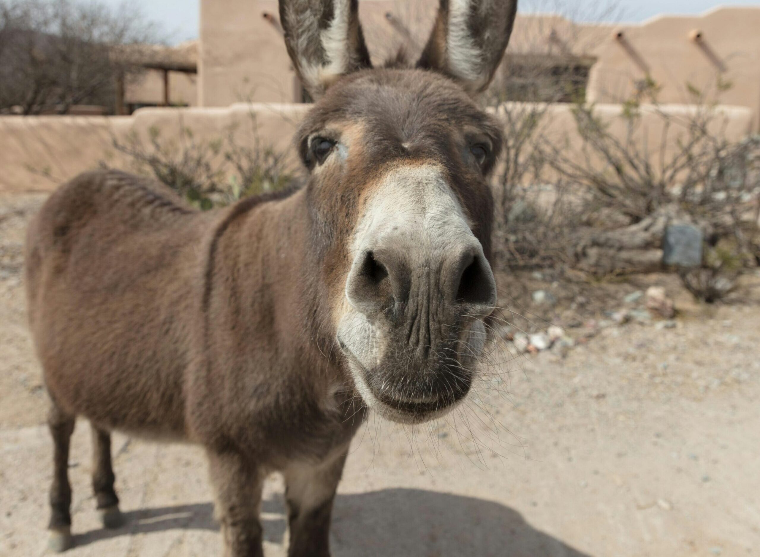 Pakistan Se Donkey Meat Export Ki Ijazat Ki Darkhwast