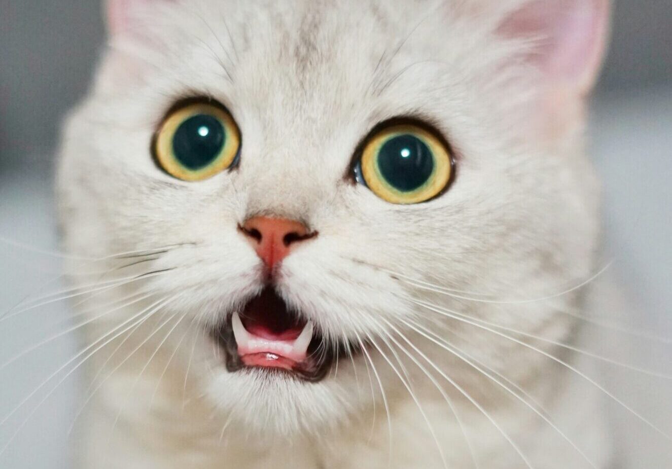 Khatoon Giriftar Janwaron Par Tashadud Karne Ka Ilzaam