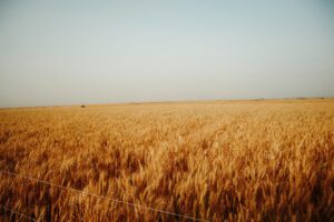 Gandum 5000 Rupay Man, Punjab Daryao Me Shadeed Flood