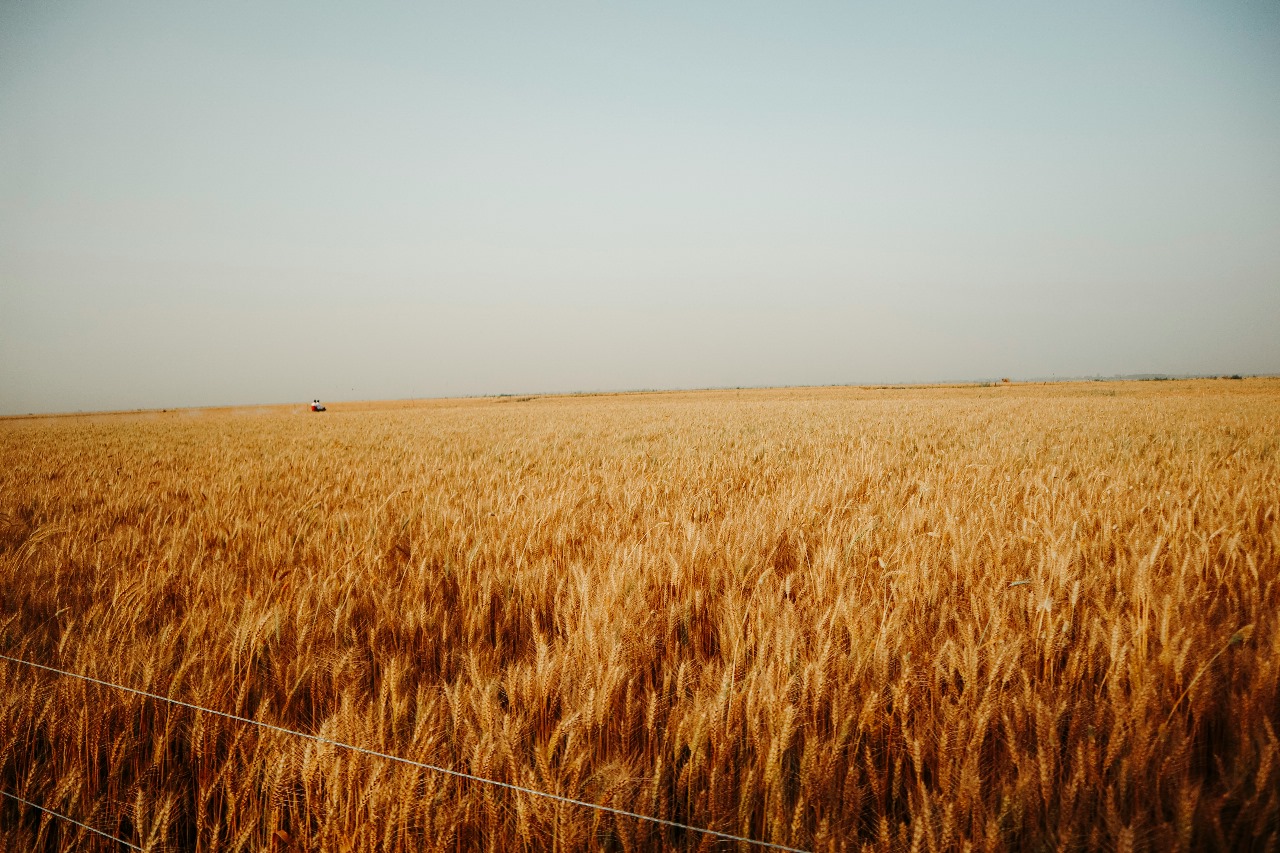 Gandum 5000 Rupay Man, Punjab Daryao Me Shadeed Flood