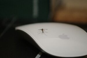 Karachi, Lahore Mein September Se December Tak Dengue Alert Jari