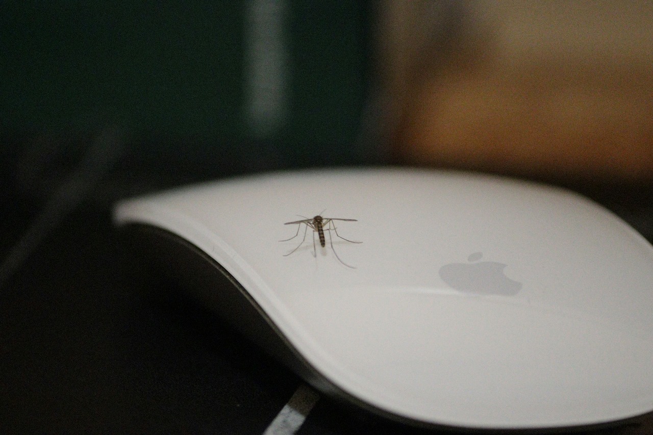 Karachi, Lahore Mein September Se December Tak Dengue Alert Jari